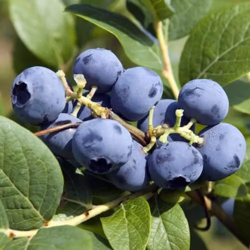 Thompson and Morgan Organic Bluecrop Blueberry Self-Fertile Mid-Season Fruit Bush, 2 x 2 l Pots