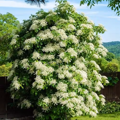 Thompson & Morgan Hydrangea Anomala Petiolaris Climbing Plant with White Summer Blooms in an 18 Litre Pot – 1