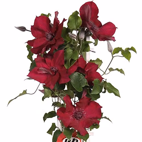 Thompson & Morgan Clematis Nubia Red Climbing Shrub, 1x 15cm Potted Plant – 5