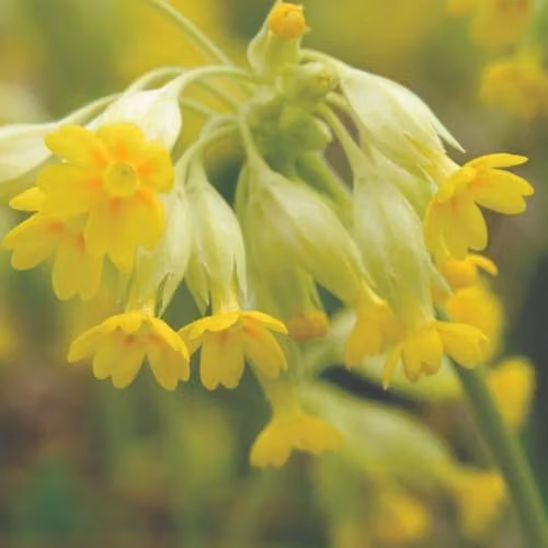 Thompson & Morgan Primula Veris Cowslip Hardy Perennial Wildflower Seeds, Yellow, 140 Seeds