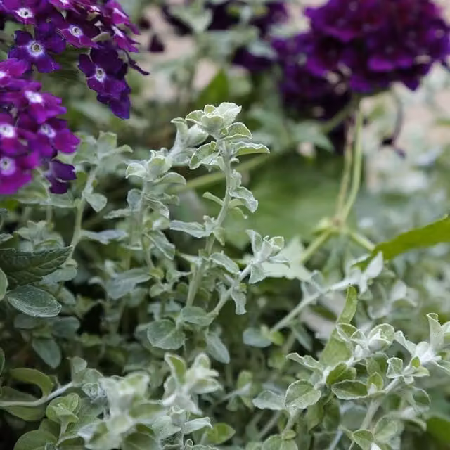 Plant Theory Set of 3 Silver Mist Helichrysum Perennial Bedding Plants in 9cm Pots, Purple and Silver