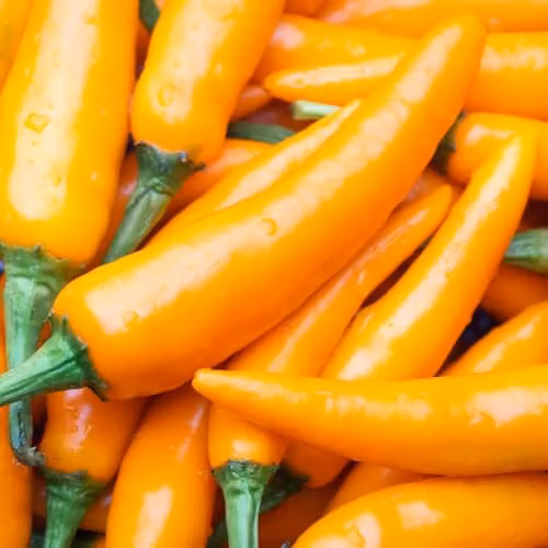 Thompson & Morgan Golden Jalapeno Chilli Pepper Seeds, Yellow, 6 Seeds per Packet – 2