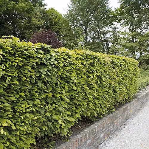 Thompson & Morgan Green Beech Hedging Bare Root Plants (50 Pack)