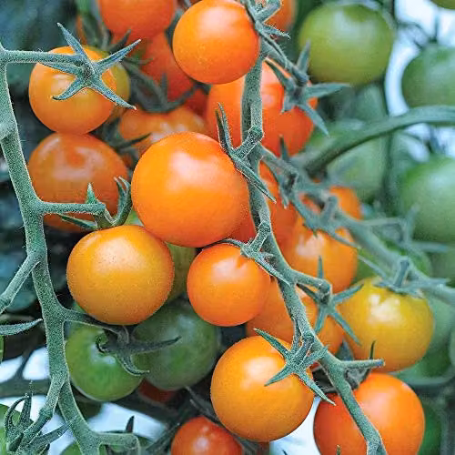 Thompson & Morgan Sungold F1 Hybrid Sweet Golden Cherry Tomato Seeds, Cordon Variety, 1x Seed Packet