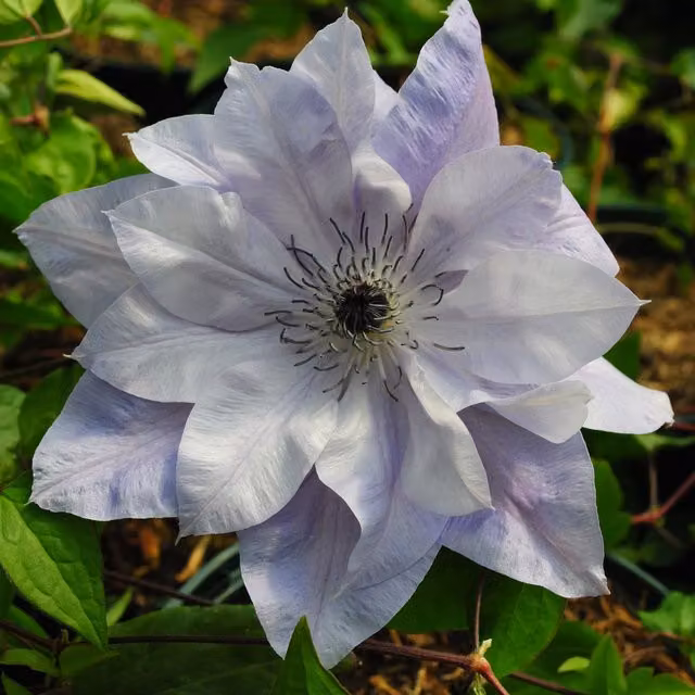 Plants By Post Clematis Reflections Evipo035 Violet-blue and White Climber Perennial