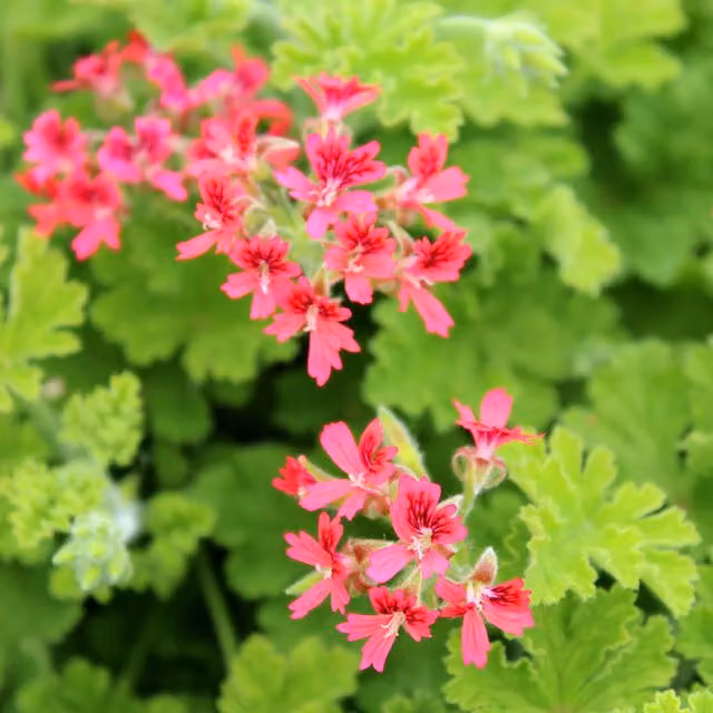 Plant Theory Set of 3 Pink Concolor Lace Bedding Pelargonium Plants in 9cm Pots