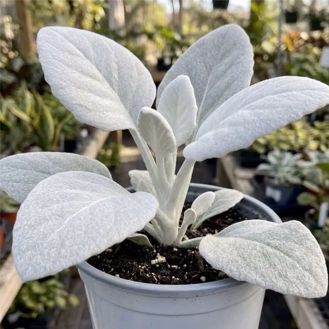 Plants by Post Senecio Angel Wings Ornamental Silver Foliage Shrub, 2L Pot