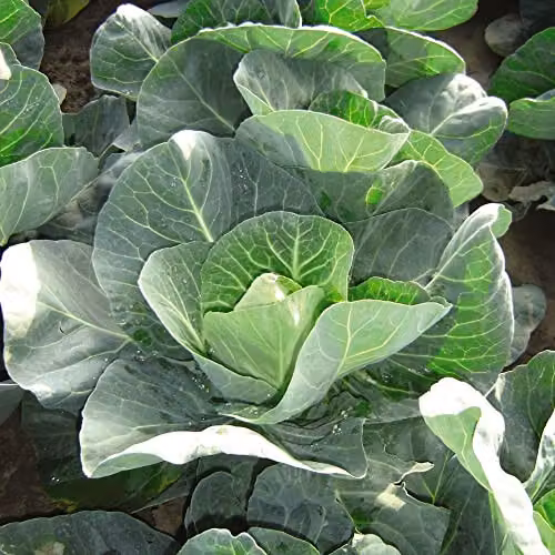 Thompson and Morgan Winter Jewel Cabbage Brassica oleracea Vegetable Seeds, 40 Seeds – 2