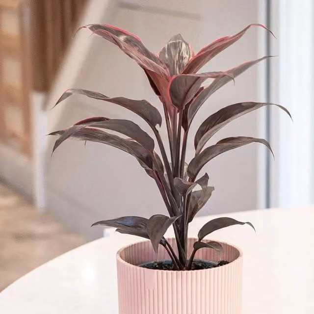 Primrose Cordyline Fruticosa Mambo Good Luck Indoor Plant, Purple, Height: 35 cm, Pot Size: 12 cm