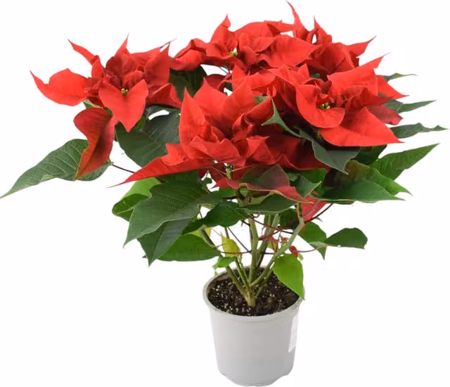 Plants by Post Red Poinsettia Flowering Indoor Plant in a 13cm Pot