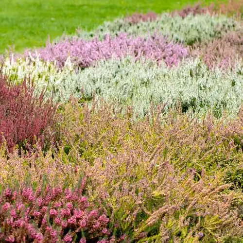 YouGarden Four Seasons Heather Collection, Set of 12 Multicolour Ornamental Shrubs in 9cm Pots – 2