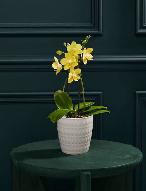 M&S Flower Market Yellow Phalaenopsis Orchid in a Ceramic Pot