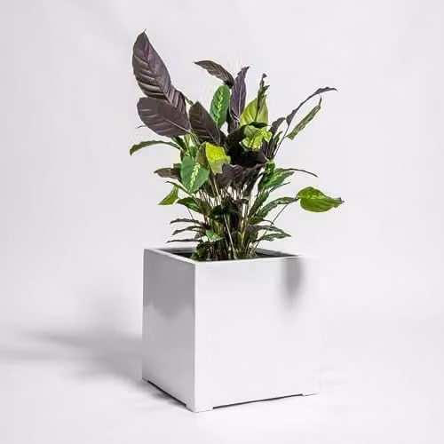 Primrose White Polystone Cube Planter W/D/H: 70 x 70 x 70 cm