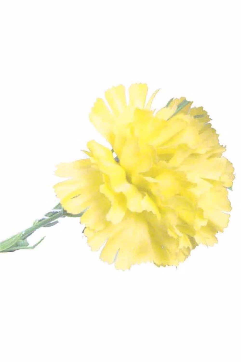 KDMD Yellow Single Carnation 2 Pack of 12 Stems – 2