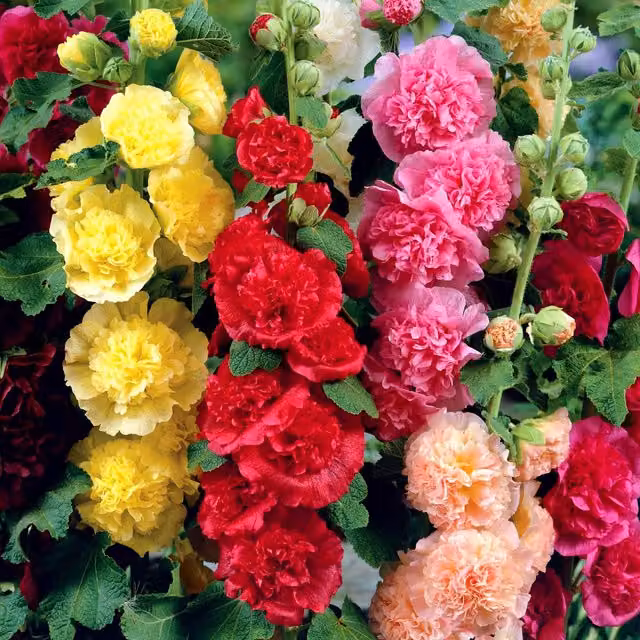 Unwins Chaters Double Mix Hollyhock Flower Seeds, Multicolour, 50 Seeds