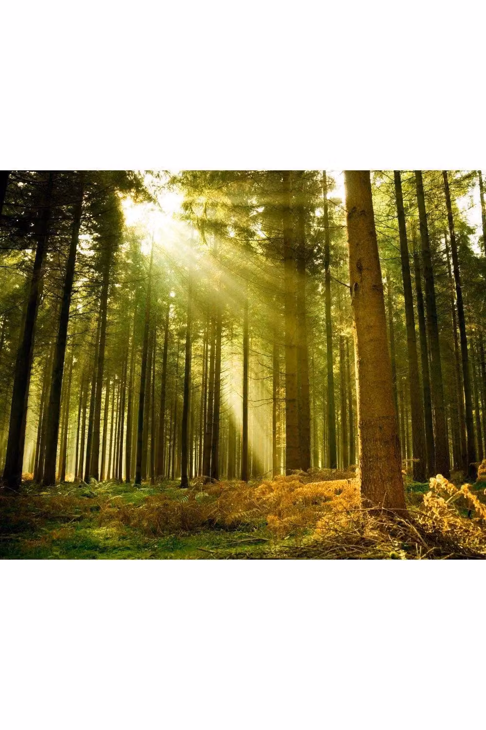 Origin Murals Spruce Forest Wall Mural in Emerald Green, W: 300 cm, H: 240 cm – 2
