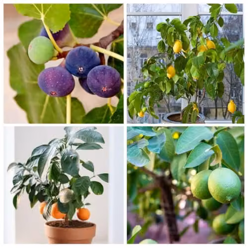 Thompson and Morgan Mediterranean Fruit Collection: 2 Each of Calamondin Orange, Lemon, Tahiti Lime and Green Fig Trees in 8 x 9cm Pots