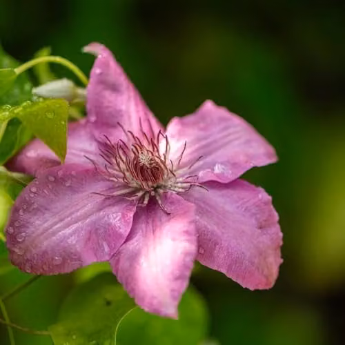 Thompson and Morgan Clematis Bridgewater Hardy Perennial Climber, Pink Summer Flowers, 2 x 3 Ltr Potted Plants – 2