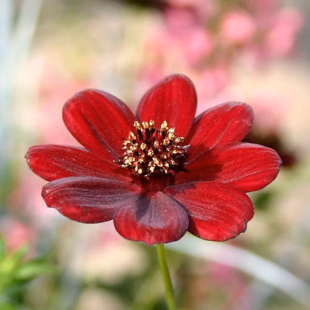 Marshalls Garden Cosmos Chocamocha Chocolate-Scented Bedding Plant in Mahogany-Red and Pink