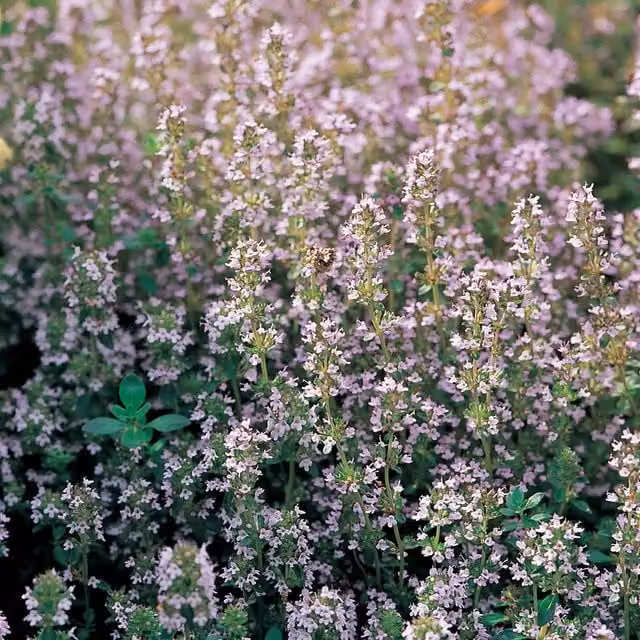 Primrose Thymus Vulgaris Thyme Herb Garden Bedding Plant in a 9cm Pot, Purple/Pink
