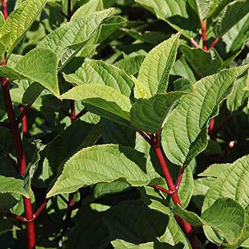 Thompson and Morgan Hydrangea Paniculata Wims Red Hardy Ornamental Shrub in 9cm Pot – 2
