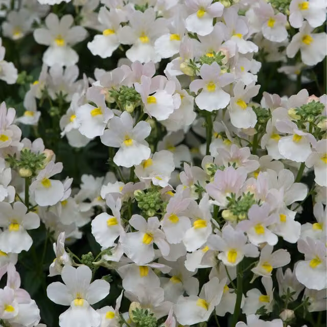 Plants By Post Nemesia Wisley Vanilla White Fragrant Summer Flowering Bedding Plants, Pack of 3, 9cm Pots