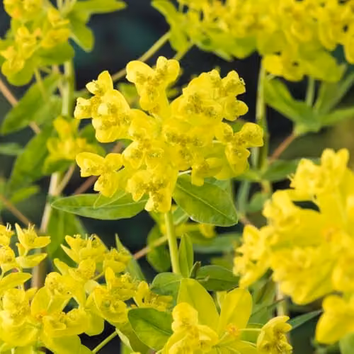 Thompson & Morgan Euphorbia palustris Marsh Spurge Perennial with Chartreuse Flowers, Pack of 3