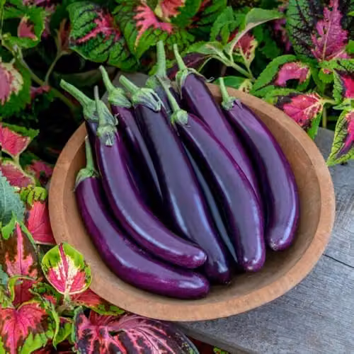 Thompson & Morgan Aubergine Violet Knight F1 Vegetable Seeds, Purple, 6 Seeds per Packet – 1