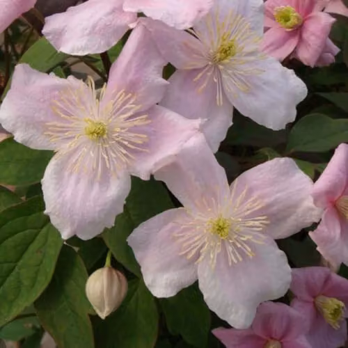 Thompson & Morgan Clematis Montana Mayleen Scented Climber with Pink Blooms and Bronze Foliage, 3 Litre Pot – 5