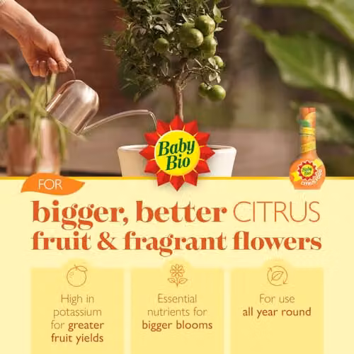 Baby Bio Citrus Plant Food Liquid Tonic, 175ml – 2