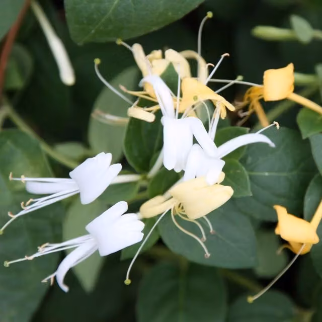 Plant Theory Lonicera Japonica Halls Prolific White Flowering Climber Vine Plant, Green