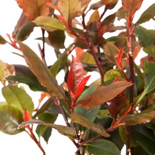YouGarden Photinia Red Robin Shrub Hedging Pack, 24 Plants in 8cm Pots – 3