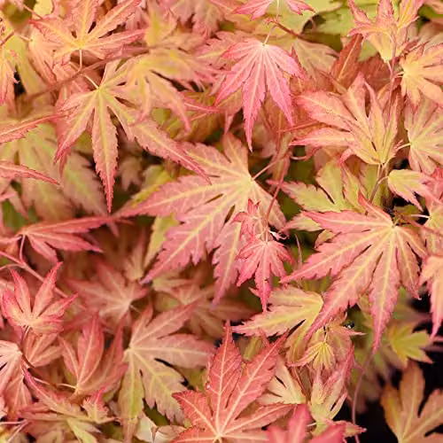 Thompson and Morgan Acer palmatum Orange Dream Japanese Maple Ornamental Tree, 2 x 3 Litre Pots