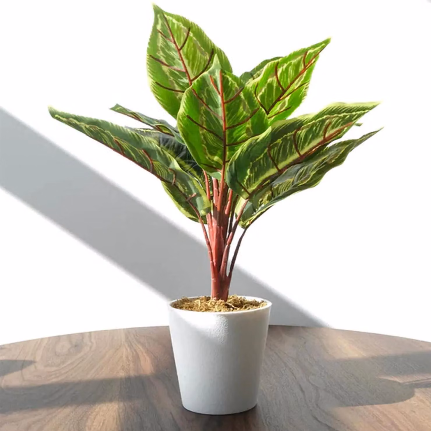 Leaf UK Pack of 6 Green Artificial Potted Calathea Veitchiane Plants, H 38 cm x W 11 cm x D 30 cm – 5
