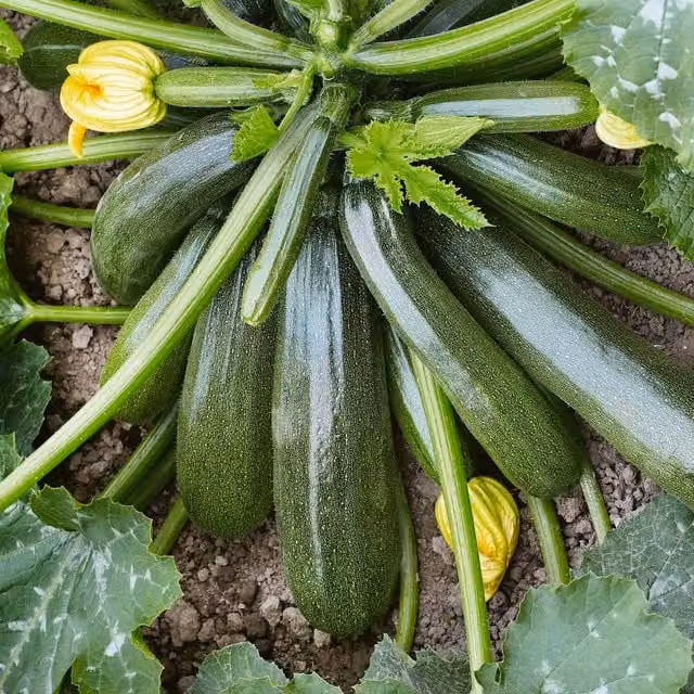 Unwins Courgette Jaguar F1 Green Vegetable Seeds
