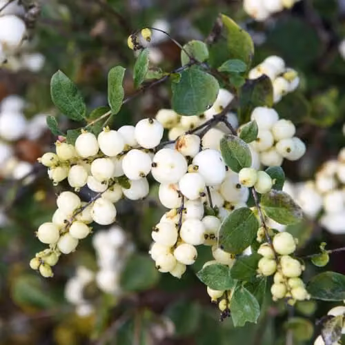 Thompson & Morgan Symphoricarpos Magical Galaxy Hardy Deciduous Shrub with White Berries, 9cm Pot