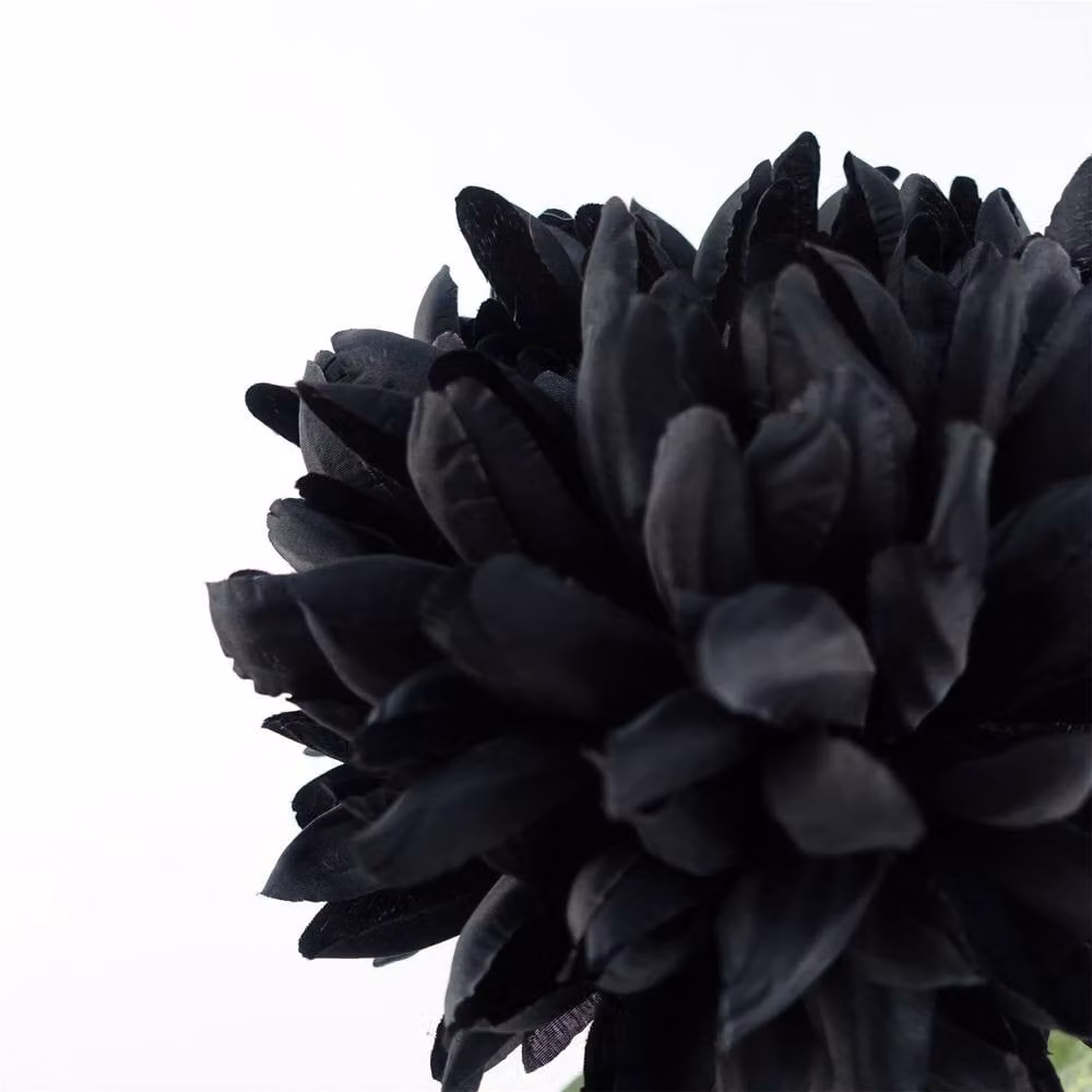 Leaf Pack of 6 Black Artificial Extra Reflex Chrysanthemums, Height: 75 cm – 2