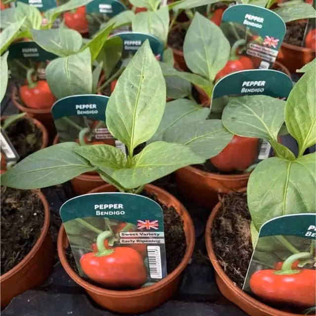 Plants By Post Red Sweet Pepper Bendigo Plants, 3 x 9cm Pots