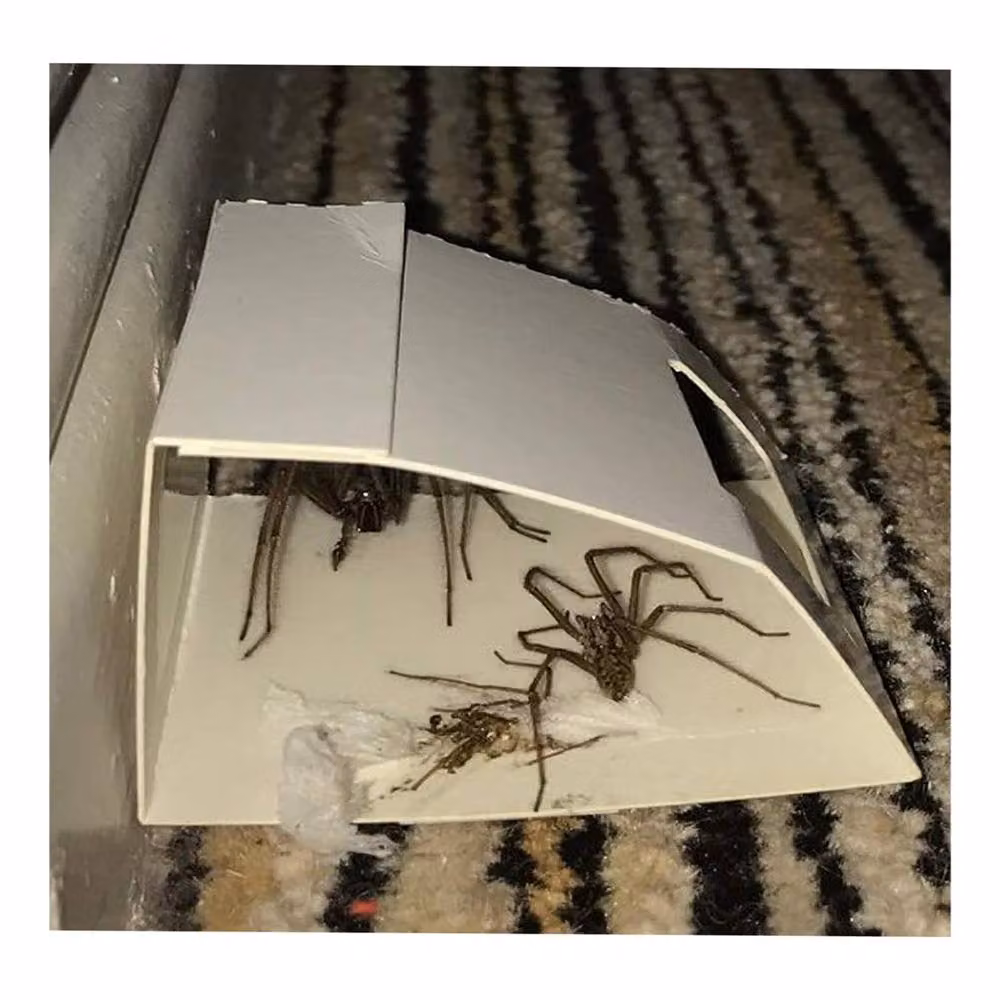 SPETLEK 36-Pack Spider Killer Traps, Poison Free and Home Safe, White, W: 100 cm, H: 60 cm – 2