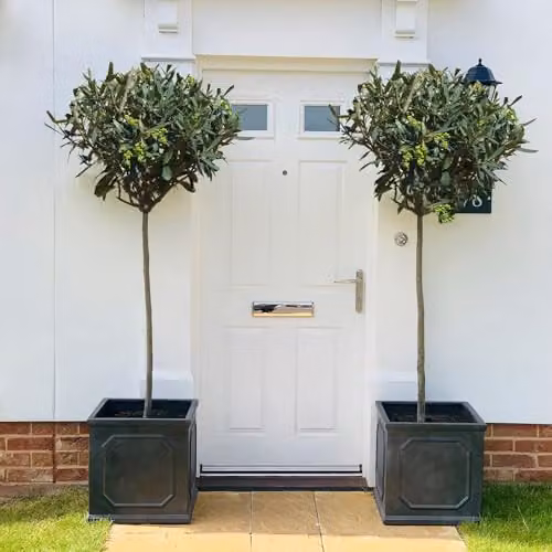 Thompson and Morgan Olive Tree Standard Olea europaea with Grey-Green Foliage and Green Fruit in 1x 18cm Pot