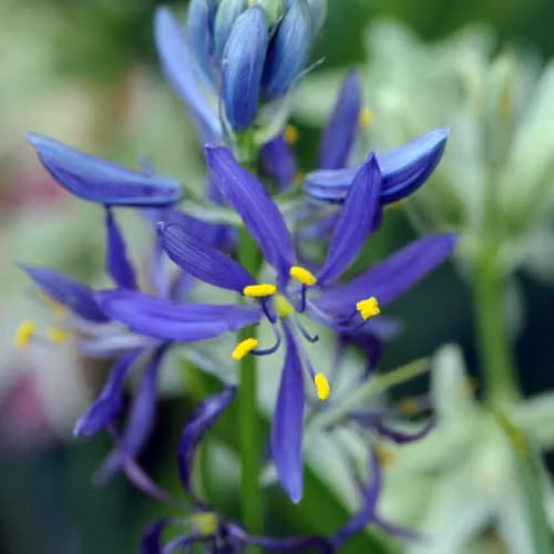 YouGarden Camassia Quamash Bulbs, 50 x Blue and Multicolour Spring Flowers, Size 6+ – 3