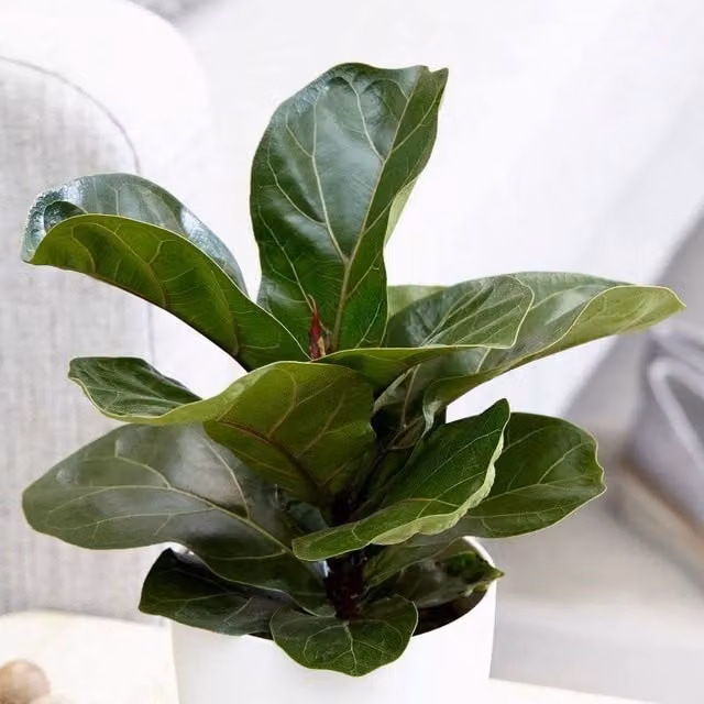 Primrose Ficus Lyrata Bambino Fiddle Leaf Fig Indoor House Plant in a 12cm Green Pot, Height: 35 cm
