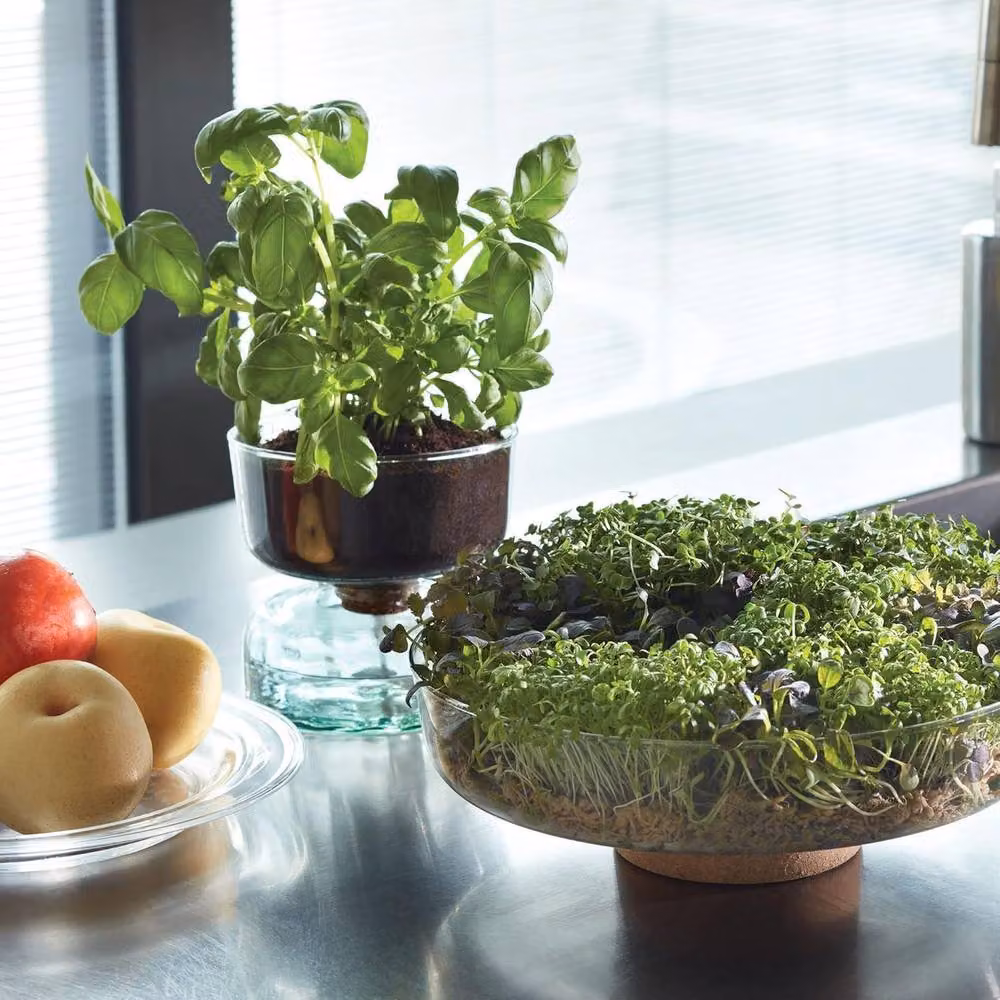 LSA International Canopy Glass Planting Bowl, Transparent, Diameter: 28 cm, Height: 8 cm – 2