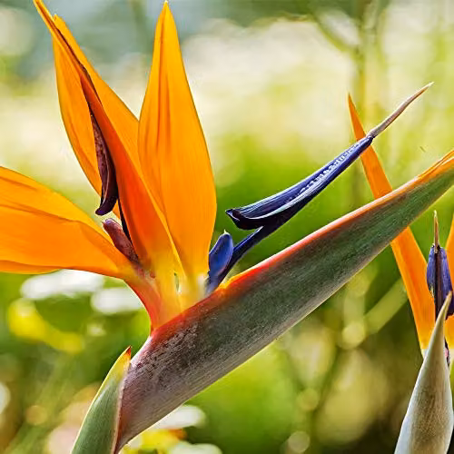 Thompson and Morgan Strelitzia Bird of Paradise Perennial Flowering House Plant, 2 x 9cm Pots – 4
