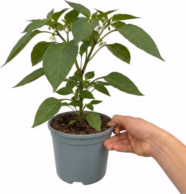 Plants By Post Redskin Sweet Pepper Plant, 2L Pot