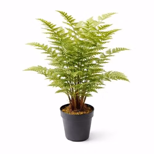 LeafUK Realistic Artificial Moss Fern Potted Plant in Green, W/D/H: 40 x 40 x 40 cm – 2