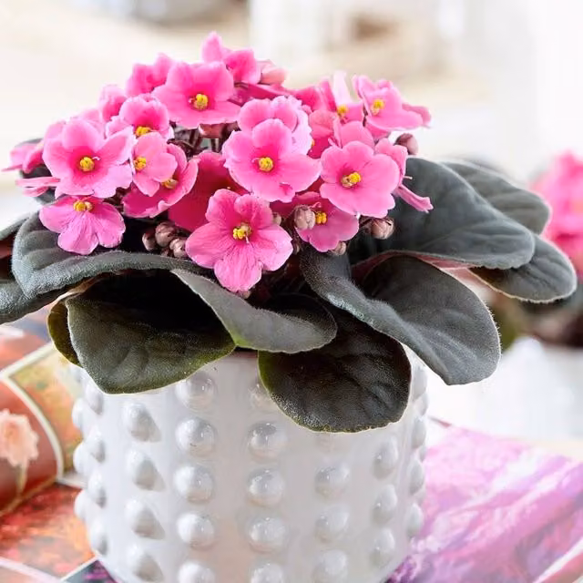 Primrose Light Pink African Violet Saintpaulia Plant in a 12cm Green Plastic Pot, 15cm Tall