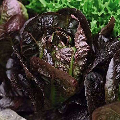 Thompson and Morgan Lettuce Moonred Lactuca Sativa Red Vegetable Seeds, 200 Seeds