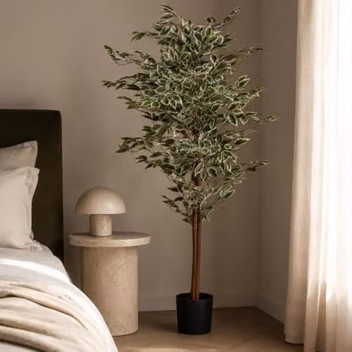 Botanik Green Artificial Ficus Tree, H 160 cm x W 80 cm x D 80 cm