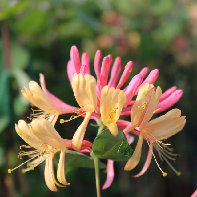 Plants By Post Lonicera Heckrotii Flame Climbing Shrub in Golden Yellow